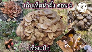 เก็บเห็ดน้ำผึ้งสองแบบ และเห็ดแม่ไก่ดอกอ่อนๆ ตอนที่ 4 picking honey mushroom and hen of the woods