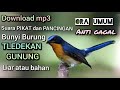 download suara pikat dan pancingan bunyi burung tledekan gunung ora umum