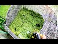 DIY duckweed remover