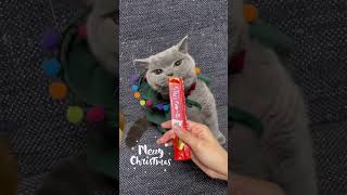 我が家のクリスマスツリーはお猫様でした🐱#ブリティッシュショートヘア #britishshorthair #cutecat #かわいい #ねこ #猫 #癒し #cat #xmas #クリスマス