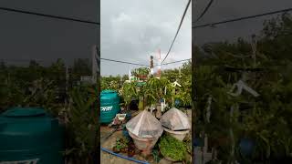 হঠাৎ ঝড়বৃষ্টি | বাগানের অবস্থা খারাপ | #shorts #garden