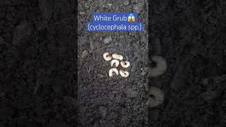 White Grub(Cyclocephala spp.)  Harmful #insect #shorts #entomology #satisfying #whitegrub