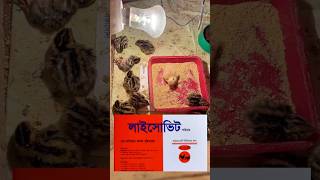 ব্রুডিং অবস্থায় কেন? কখন লাইসোবিট ব্যবহার করবেন?