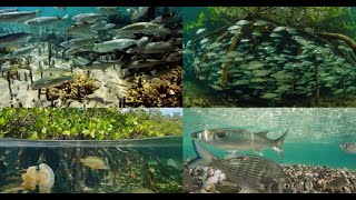 Restoration and Conservation of Mangrove Biodiversity