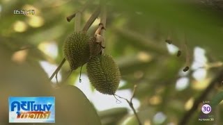 เกษตรสร้างชาติ : ทุเรียนแปลงใหญ่ ปราจีนบุรี