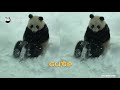 giant panda jin baobao s happy time in the snow ipanda