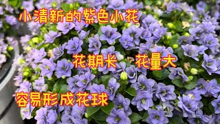 波斯紫罗兰/Exacum 【莎拉养花】