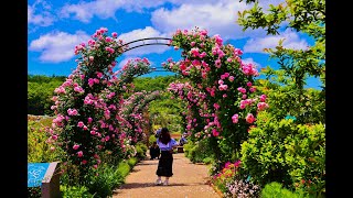 8K HDR 新潟 国営越後丘陵公園 バラの季節 Niigata,National Echigo Hillside Park Rose Season