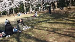 東京お花見散歩　目黒　桜　駒場公園でのんびりと　2019.3.26  Sakura