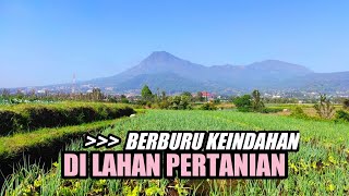 Menikmati Keindahan Kawasan Pertanian di Kota Batu