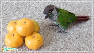 ウロコインコ：チビ 【みかん番鳥！～チビ】 Conure: Tangerine keeper Chibi!