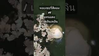 หอยเชอรี่สีทองกินแหนแดง | เพลิน​เพลิน​