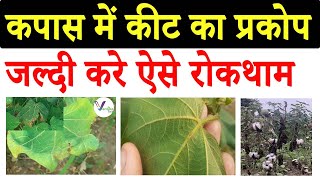 कपास में कीट का प्रकोप | kapas me kitnashak dawai | Cotton Pest Control | #kapas #kapaskikheti