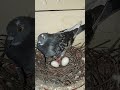 pigeon eggs pigeonlover viralvideo viralshort