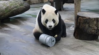 20230324 圓寶葡萄呷攏無 圓圓過來打招呼(午餐) Giant Panda Yuan Bao