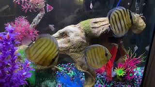 Tropical Fish Arrival (blue tefe discus from afishionados)