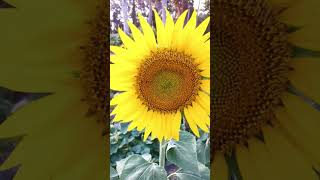 sunflower farm | sunflower field | kandanad sunflower farm #shortsfeed #shortvideo