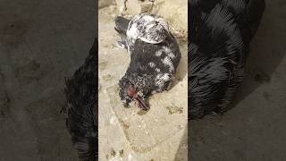 Sad Kabotar Video 😢 ##youtube #pigeon #kabutar #shorts #love #whatsapp #viral #trending #2025 #sad