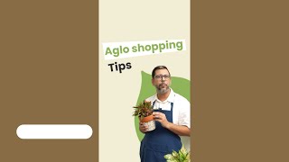 UNTOLD Aglaonema Plant Shopping TIPS!