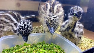 Emu baby excited about feeding at the first time