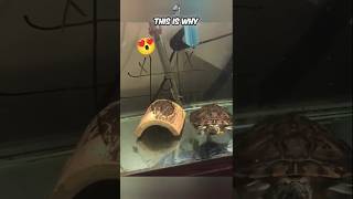 The smartest turtle in the world – you won’t believe your eyes! 😮 #shorts #viralshorts