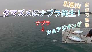 和歌山紀北ナブラ発生‼︎