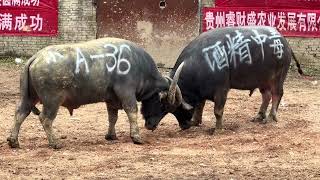 聰明的牛牛 smart cow#斗牛比赛 #斗牛 #bull #animals #决斗 #https #牛王 #automobile