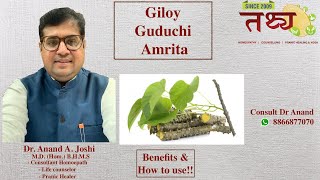 Giloy - Guduchi - Tinospora Cordifolia | Nectar herb-Benefits \u0026 How to use explains Dr Anand A Joshi