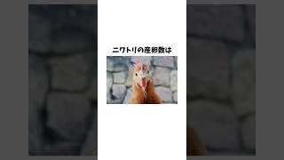 ニワトリの雑学　#ニワトリ #にわとり #雑学 #豆知識 #トリビア #生き物 #動物 #animals  VOICEVOX:青山龍星