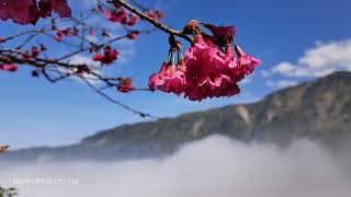 雲林古坑草嶺青山坪賞櫻2025-02-07