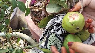 harvesting guava 🍐🍐|Noor garden|#viralvideo #trending #explore #explorepage #gardning #trending