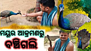 ମୟୂର ଆକ୍ରମଣରୁ ବଞ୍ଚିଗଲା ମଣିଷ ତାପରେ ଖୁସିରେ ବଜାର କୁ ଜାଇ Tiffin ଆଣିଲି #mr ଦିଲୀପ ଭାଇନା Vlog