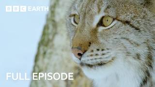 Natural World: Snow Animals | FULL EPISODE | BBC Earth