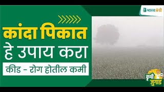 असे करा धुक्यापासून कांदा पिकाचे संरक्षण | how to protect onion from fog | onion farming