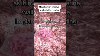 how a human embryo implants into the uterus to cause a pregnancy