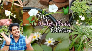 నా నీటి మొక్కలు Collection😍...ఏవి ఎక్కడ ఎంతకి కొన్నా అంటే? ||My aquaticPlants collection