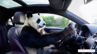 熊猫：今天开滴滴，努力赚钱养家PANDA: TODAY I DRIVE FOR DIDI, TRYING TO MAKE MONEY TO SUPPORT THE FAMILY