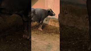 Danger Buffalo Breeder #shorts #shortvideo #buffalo