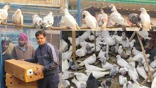 Shehzad Pet House//शेहज़ाद भाई कबूतर वाले//Loni Pet House//