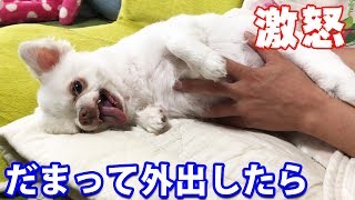 帰宅したら拗ねて怒っていた犬！でも怒った声が可愛かった-Dog who was angry when he came home! But angry voice was cute