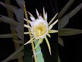 Dragonfruit Flower Time-lapse