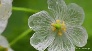 The skeleton flower Diphelleia grayi has white petals that turn transparent when it rains!