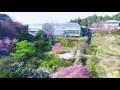 the ‘sendaiya’ cherry have reached peak bloom at makino botanical garden.