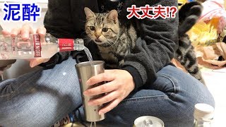 ストレスで酒を飲みまくって泥酔する妹が心配で全力で止めに入る猫ｗ