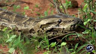 Why Are Humans So Afraid Of Snakes? | Man-Eating Python