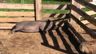 カピバラ　（南阿蘇ふれあい動物園篇）門番