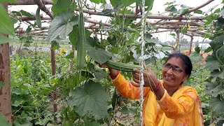 हमारे किचन गार्डन की fresh ऑर्गेनिक सब्जियां | my kitchen garden tour | vegetable garden tour