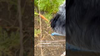 超泥臭系の最強にんじん🥕#ミニチュアシュナウザー #犬のいる生活 #癒し #トイプードル