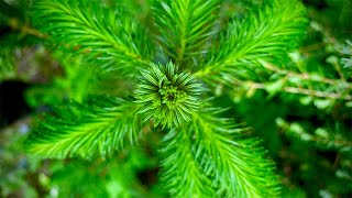 Spruce tips Identification