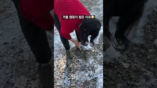 겨울 캠핑이 힘든 이유😂 팩이 안들어가고 들어가도 잘 안뽑힘 #shorts #겨울캠핑 #개고생